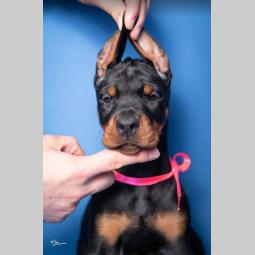 doberman prelepi štenci besplatni mali oglasi