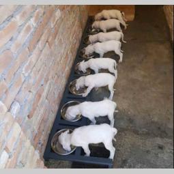 na prodaju štenci rase dogo argentino starosti pet meseci besplatni mali oglasi