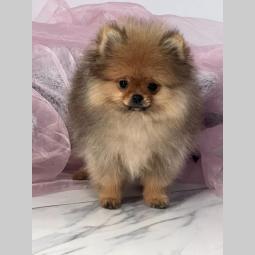 pomeranac boo pomeranski špic štenci besplatni mali oglasi