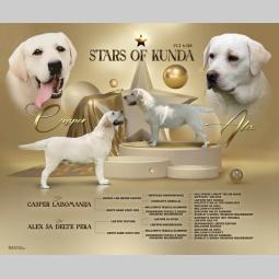 labrador retriver štenci besplatni mali oglasi