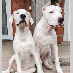 dogo argentino štenci besplatni mali oglasi