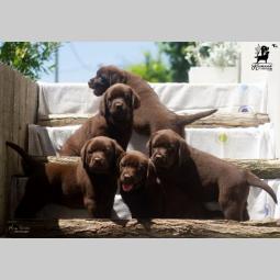 labrador retriver štenci braon besplatni mali oglasi