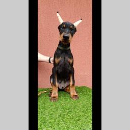 štenci dobermana besplatni mali oglasi