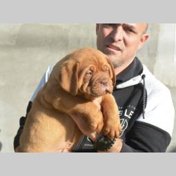 prvobirano muško štene bodroške doge besplatni mali oglasi