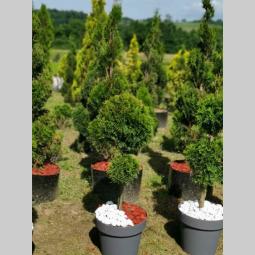 sezonska rasprodaja četinara do 90 cm besplatni mali oglasi