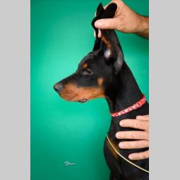 doberman štenci besplatni mali oglasi