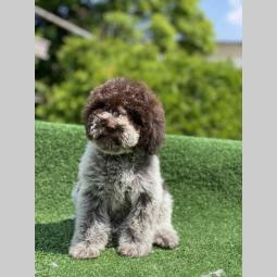 dostupno novo leglo lagotto romanjolo besplatni mali oglasi