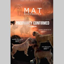 južnoafrički mastif boerboel rezervacije u toku besplatni mali oglasi