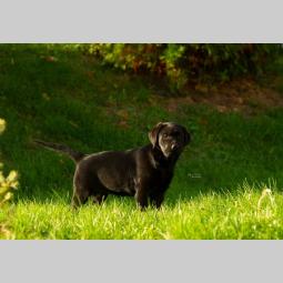 labrador retriver štenci besplatni mali oglasi