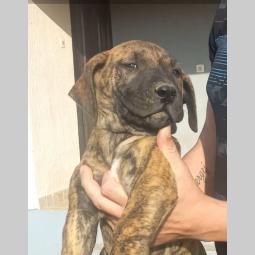 presa canario dogo kanario besplatni mali oglasi