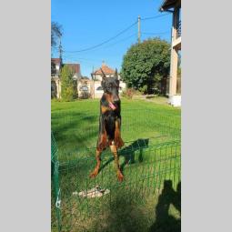 na prodaju štenci dobermana starosti 4 meseca, spremni za novi dom besplatni mali oglasi