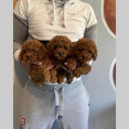 najlepši štenci tzv mede (engl teddy bear, toy pudle) besplatni mali oglasi
