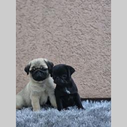 mops štenci besplatni mali oglasi