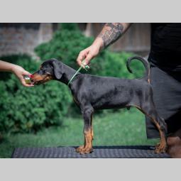 doberman štenci besplatni mali oglasi
