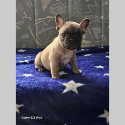 francuski buldog prelepi štenci besplatni mali oglasi