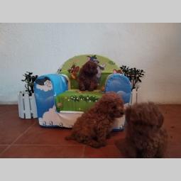 toy i mini pudle besplatni mali oglasi