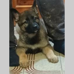 nemački ovčar muško i žensko štene besplatni mali oglasi