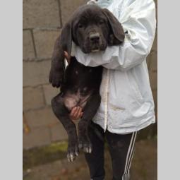 bandog štenci na prodaju besplatni mali oglasi