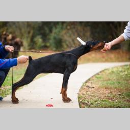 doberman prelepi štenci besplatni mali oglasi
