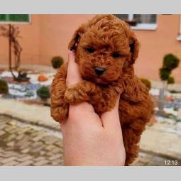 malene, prelepe, tzv teddy bear toy pudle besplatni mali oglasi