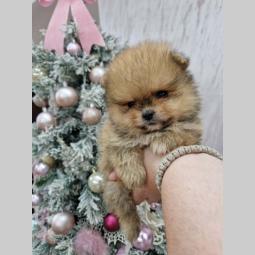 pomeranci bo tzv teddy bear besplatni mali oglasi