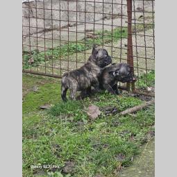 francuski buldog prelepi štenci besplatni mali oglasi