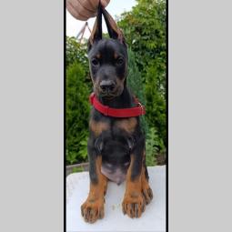 štenci dobermana besplatni mali oglasi
