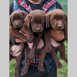 labradori boje čokolade besplatni mali oglasi