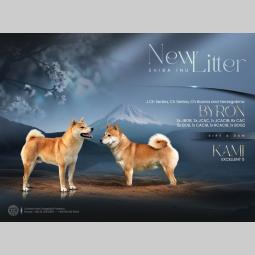 shiba inu štenci besplatni mali oglasi