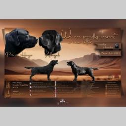 labrador retriver štenci besplatni mali oglasi