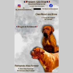 dogue de bordeaux štenci besplatni mali oglasi