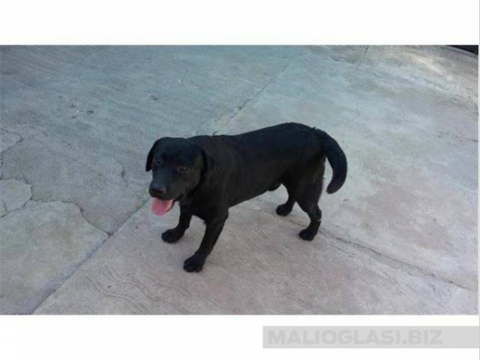 labrador, štenad i psi besplatni mali oglasi