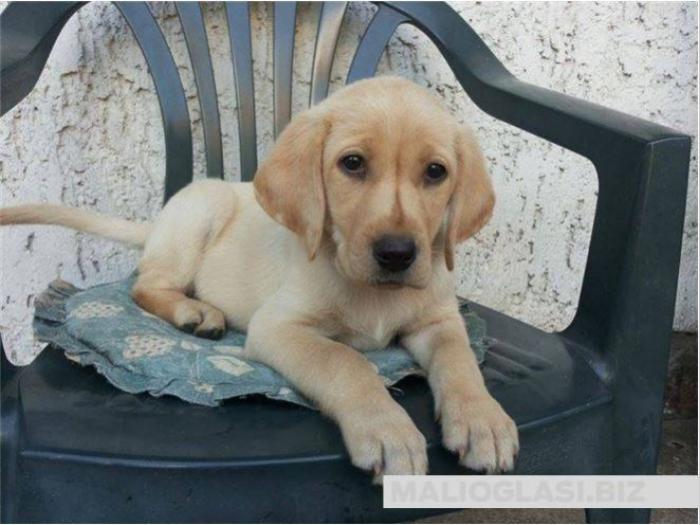 labrador štene spremno za preuzimanje besplatni mali oglasi