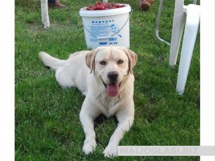 labrador spreman za parenje besplatni mali oglasi