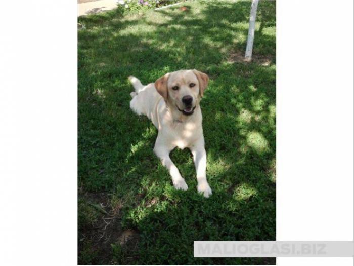labrador spreman za parenje besplatni mali oglasi