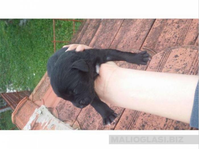 povoljno mešanci labradora besplatni mali oglasi