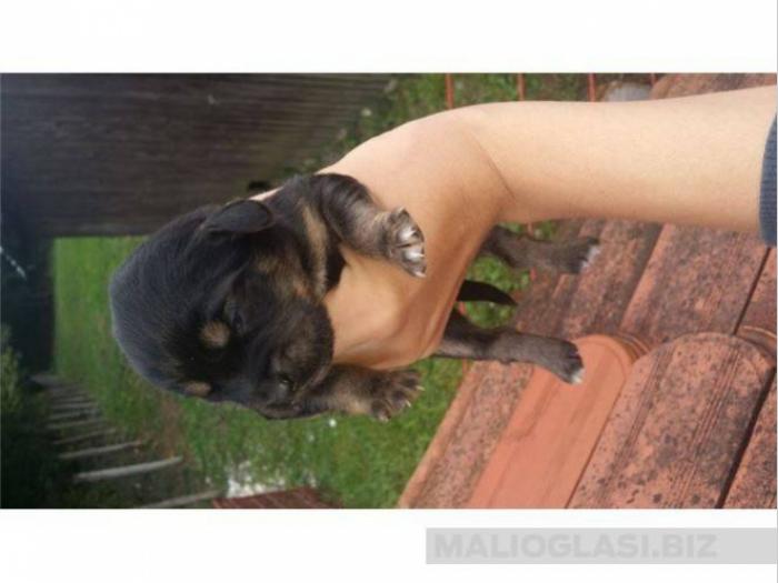 povoljno mešanci labradora besplatni mali oglasi