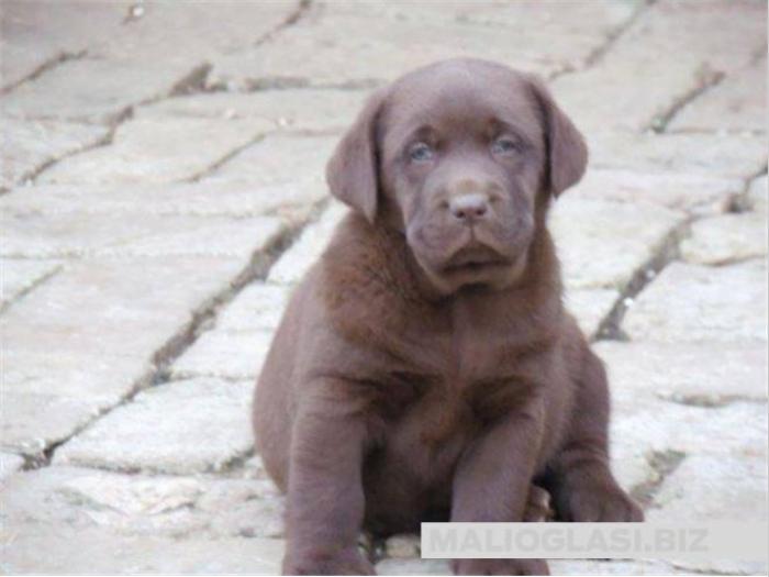 labrador ritriver besplatni mali oglasi