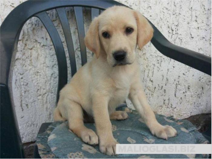 štenci labradora spremni za preuzimanje besplatni mali oglasi