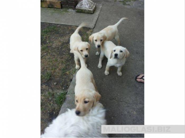 štenci labradora spremni za preuzimanje besplatni mali oglasi