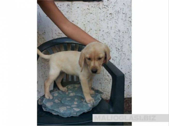 prelepa labrador ženkica spremna za preuzimanje besplatni mali oglasi