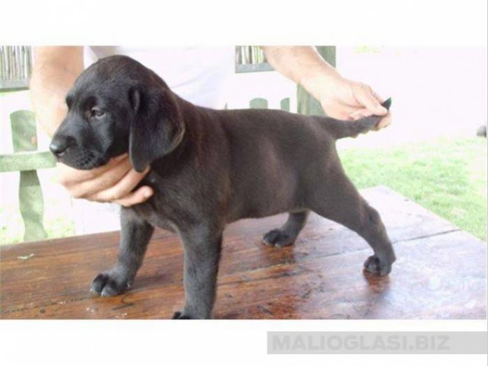 labrador štenci besplatni mali oglasi