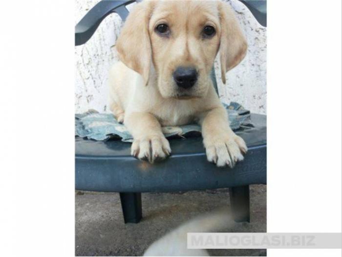 labrador štene spremno za preuzimanje besplatni mali oglasi