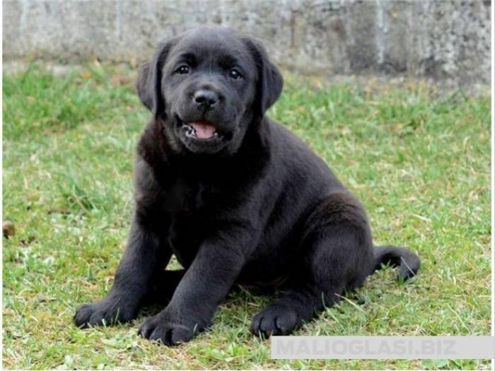 labrador retriver, štenci izložbenog potencijala besplatni mali oglasi