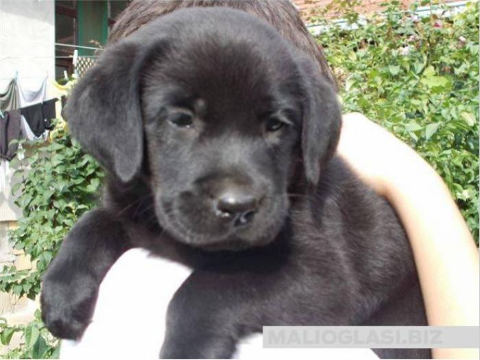 štenci labrador retrivera besplatni mali oglasi