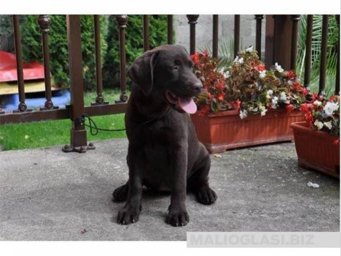labrador retriver, prvobirana čokoladna ženkica besplatni mali oglasi