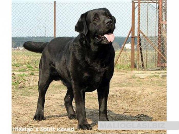 štenci labradora besplatni mali oglasi
