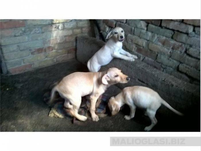 labrador besplatni mali oglasi