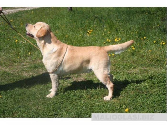 labrador retriver slobodan za parenje besplatni mali oglasi