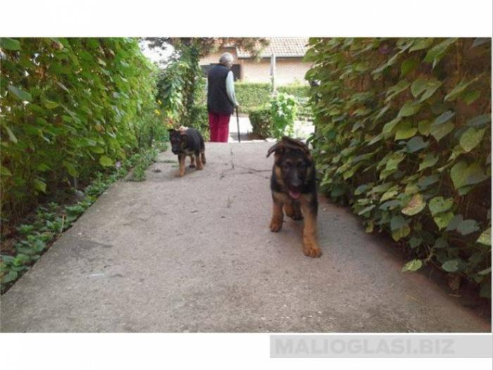 nemački ovčari štenci besplatni mali oglasi